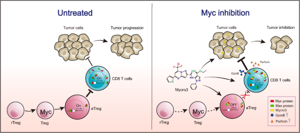 Myc inhibition tips the immune balance to promote antitumor immunity