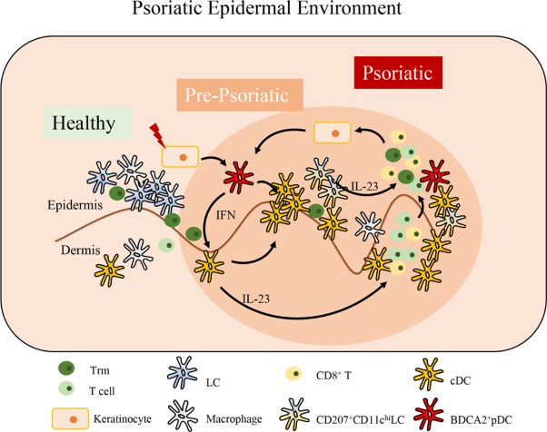 The epidermal immune microenvironment plays a dominant role in psoriasis development, as revealed by mass cytometry
