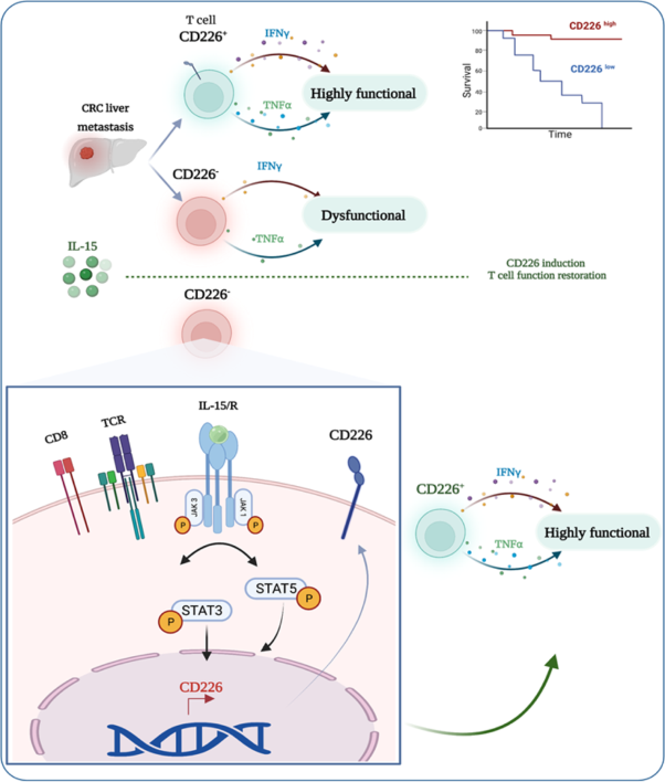 CD8<sup>+</sup> CD226<sup>high</sup> T cells in liver metastases dictate the prognosis of colorectal cancer patients treated with chemotherapy and radical surgery