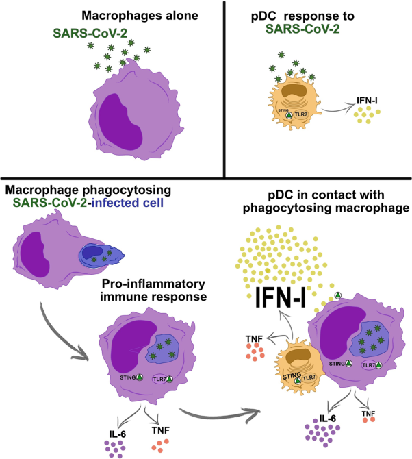 Macrophage phagocytosis of SARS-CoV-2-infected cells mediates potent plasmacytoid dendritic cell activation