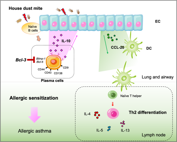 B-cell-derived IL-10 promotes allergic sensitization in asthma regulated by Bcl-3