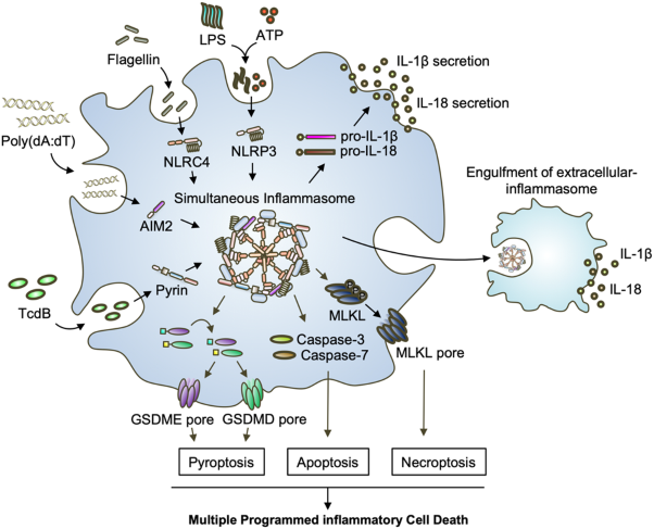 Integrated NLRP3, AIM2, NLRC4, Pyrin inflammasome activation and assembly drive PANoptosis