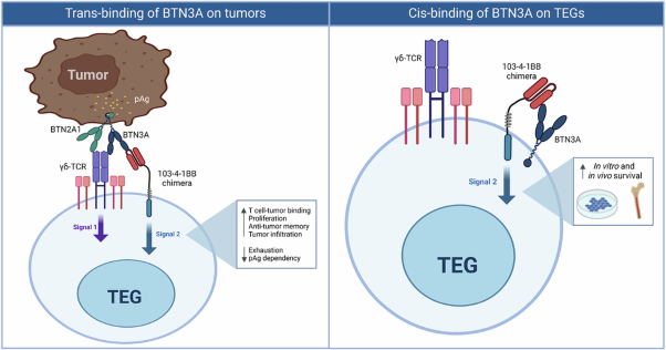 Cis- and trans-binding chimeric costimulatory receptors enhance T-cell fitness and tumor control