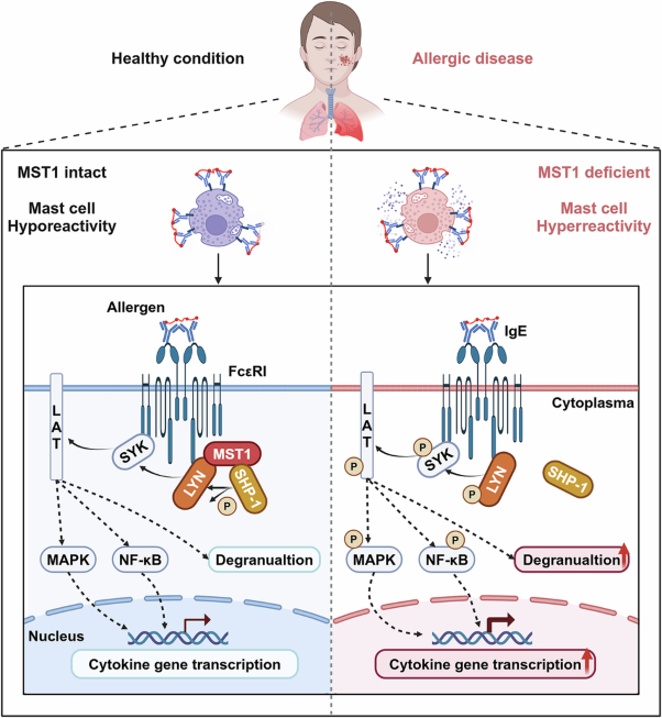 MST1 bridges LYN and SHP-1 to suppress FcεRI-mediated mast cell activation and allergic responses