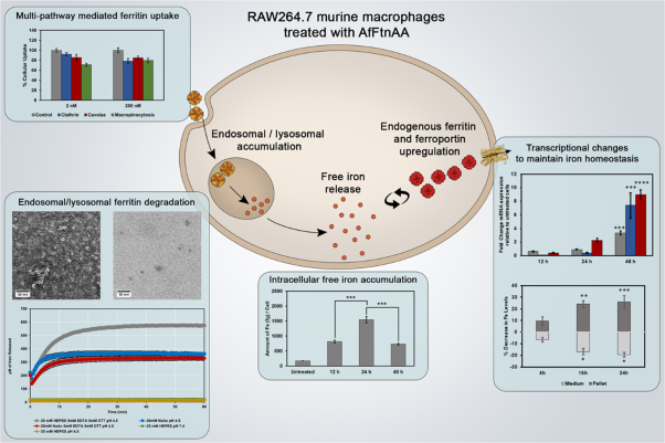 Protein nanoparticle cellular fate and responses in murine macrophages