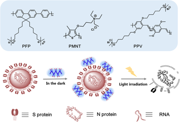 Photoactive conjugated polymer-based strategy to effectively inactivate RNA viruses