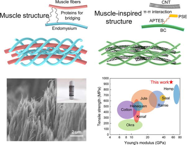 Ultrastrong and fatigue-resistant bioinspired conductive fibers via the in situ biosynthesis of bacterial cellulose