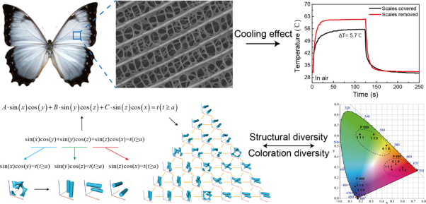 Achieving structural white inspired by quasiordered microstructures in <i>Morpho theseus</i>