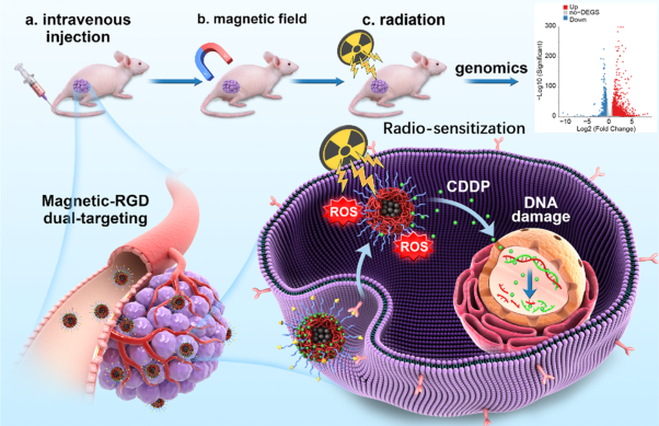 Enhanced radiosensitivity and chemoradiation efficacy in nasopharyngeal carcinoma via a dual-targeted SPION@polymer hybrid nanosensitizer
