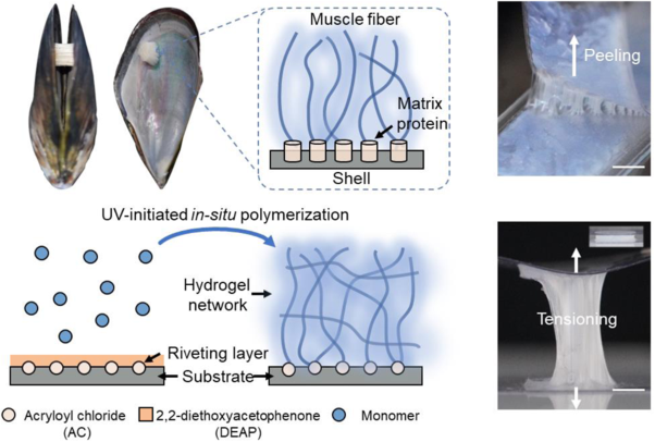 Functional hydrogel-plastic hybrids inspired by the structural characteristics of mussels
