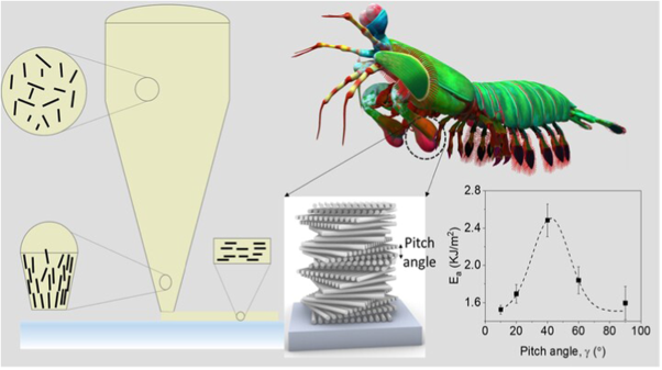Izod impact resistance of 3D printed discontinuous fibrous composites with Bouligand structure