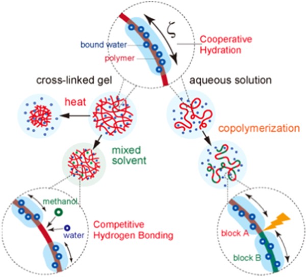 Studies on the phase transition of hydrogels and aqueous solutions of thermosensitive polymers