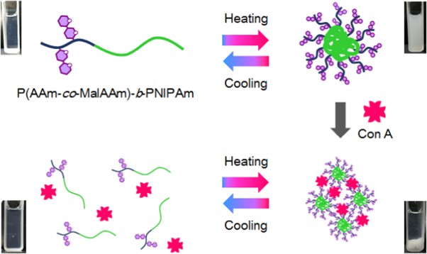 Reversible temperature-responsive and lectin-recognizing glycosylated block copolymers synthesized by RAFT polymerization