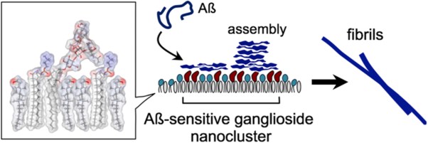 Responsibility of lipid compositions for the amyloid ß assembly induced by ganglioside nanoclusters in mouse synaptosomal membranes
