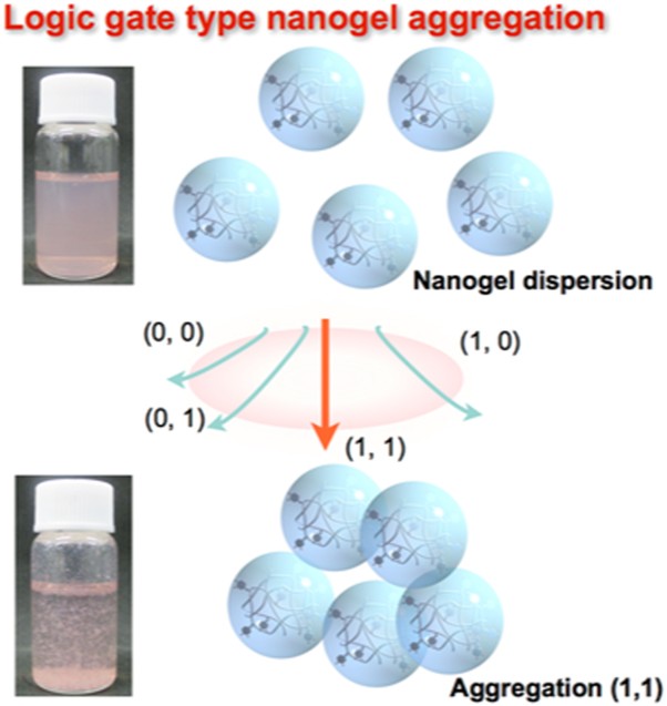 Logic gate aggregation of poly(<i>N</i>-isopropylacrylamide) nanogels with catechol substituents that respond to body heat