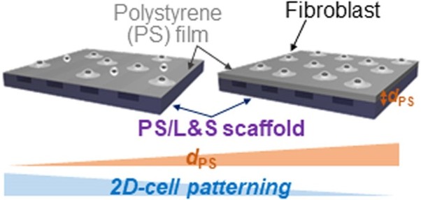 Cellular behaviors on polymeric scaffolds with 2D-patterned mechanical properties