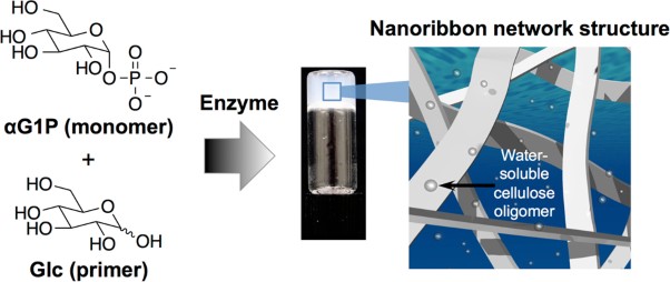 Nanoribbon network formation of enzymatically synthesized cellulose oligomers through dispersion stabilization of precursor particles