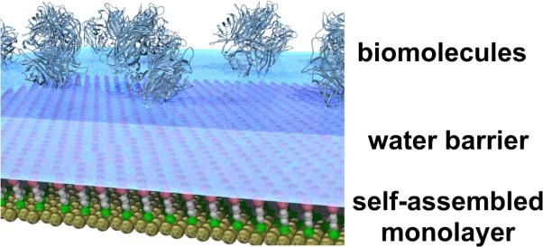 Water near bioinert self-assembled monolayers