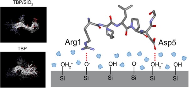 Binding sites and structure of peptides bound to SiO<sub>2</sub> nanoparticles studied by solution NMR spectroscopy