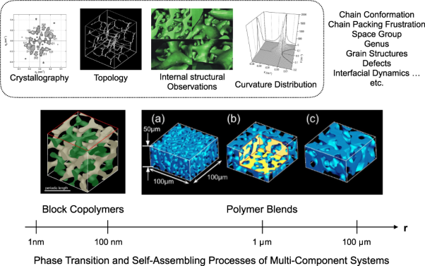Interfacial morphologies and associated processes of multicomponent polymers