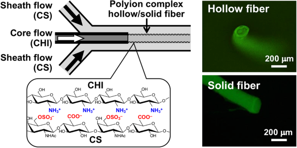 Selective fabrication of hollow and solid polysaccharide composite fibers using a microfluidic device by controlling polyion complex formation