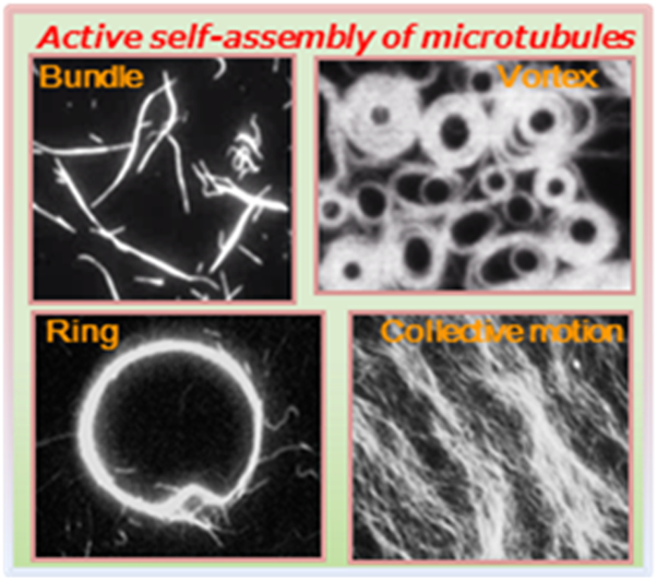 Study of active self-assembly using biomolecular motors