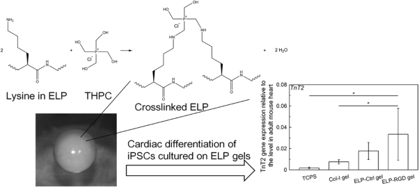 Cardiac differentiation of induced pluripotent stem cells on elastin-like protein-based hydrogels presenting a single-cell adhesion sequence