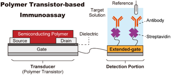 Development of polymer field-effect transistor-based immunoassays