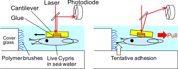 Adhesion force measurement of live cypris tentacles by scanning probe microscopy in seawater