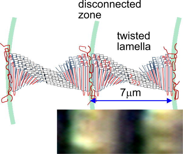 Relationship between twisting phenomenon and structural discontinuity of stacked lamellae in the spherulite of poly(ethylene adipate) as studied by the synchrotron X-ray microbeam technique