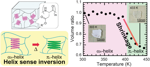 Volume shrinkage of polypeptide hybrid xerogels induced by a helix-sense inversion