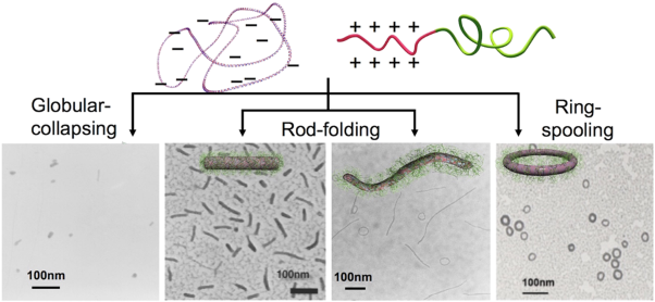 Versatile DNA folding structures organized by cationic block copolymers