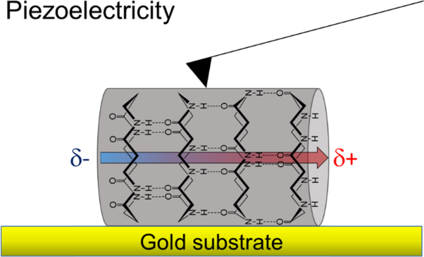 The effect of macrodipole orientation on the piezoelectric response of cyclic β-peptide nanotube bundles on gold substrates