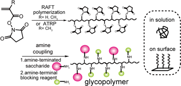 Glycopolymer preparation via post-polymerization modification using <i>N</i>-succinimidyl monomers