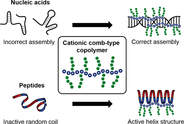 Cationic comb-type copolymer as an artificial chaperone