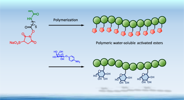 Polymeric water-soluble activated esters: synthesis of polymer backbones with pendant <i>N</i>-hydoxysulfosuccinimide esters for post-polymerization modification in water