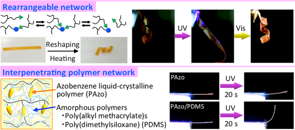 Development of novel network structures in crosslinked liquid-crystalline polymers