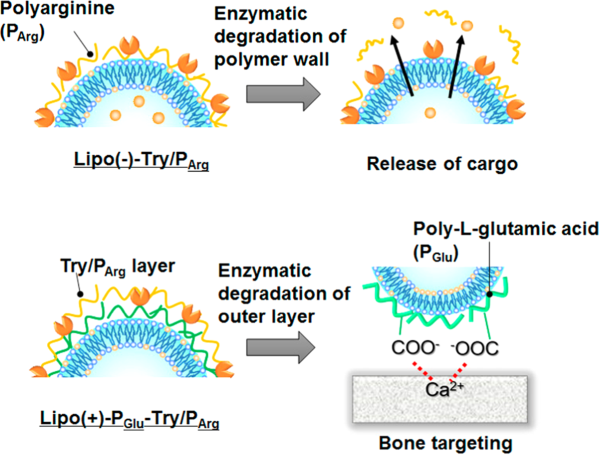 Controlled release and targeting of polypeptide-deposited liposomes by enzymatic degradation
