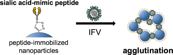 Detection of influenza virus by agglutination using nanoparticles conjugated with a sialic acid-mimic peptide