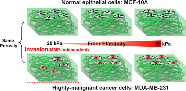 Characterization of 3D matrix conditions for cancer cell migration with elasticity/porosity-independent tunable microfiber gels