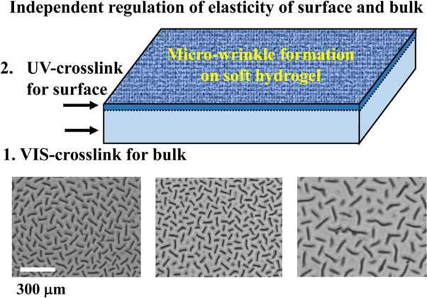 Precise design of microwrinkles through the independent regulation of elasticity on the surface and in the bulk of soft hydrogels