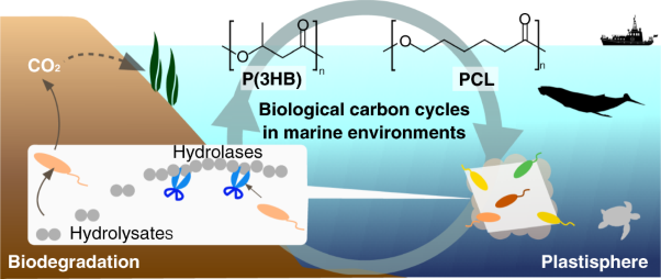 Biodegradability of poly(3-hydroxyalkanoate) and poly(<i>ε</i>-caprolactone) via biological carbon cycles in marine environments