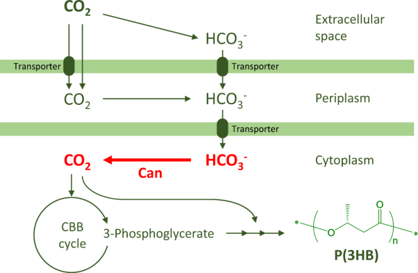 The gene dosage effect of carbonic anhydrase on the biosynthesis of poly(3-hydroxybutyrate) under autotrophic and mixotrophic culture conditions