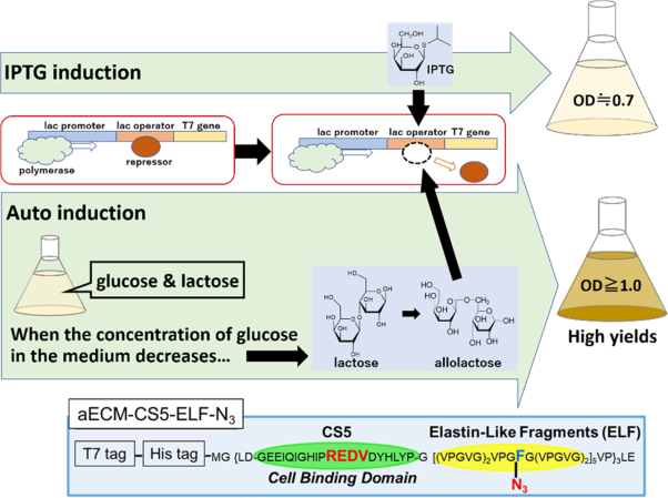 IPTG-independent autoinduction of extracellular matrix proteins using recombinant <i>E. coli</i> as the expression host