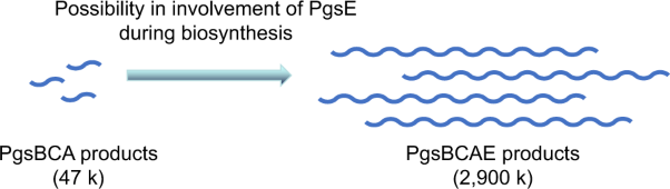 Effect of <i>pgsE</i> expression on the molecular weight of poly(γ-glutamic acid) in fermentative production