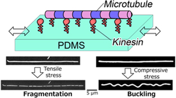 A new approach to explore the mechanoresponsiveness of microtubules and its application in studying dynamic soft interfaces