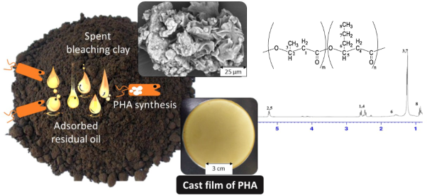 Revalorization of adsorbed residual oil in spent bleaching clay as a sole carbon source for polyhydroxyalkanoate (PHA) accumulation in <i>Cupriavidus necator</i> Re2058/pCB113