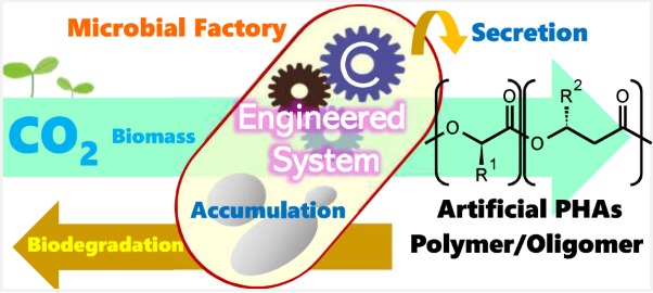 Evolution of polyhydroxyalkanoate synthesizing systems toward a sustainable plastic industry
