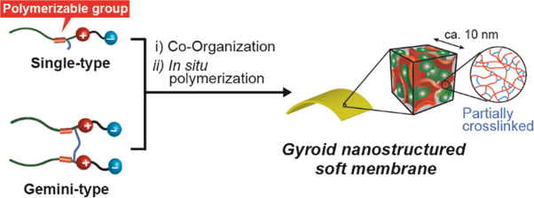 Gyroid nanostructured soft membranes formed by controlling the degree of crosslinking polymerization of bicontinuous cubic liquid-crystalline monomers