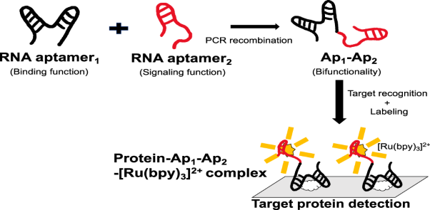 “One stroke drawing” of poly(ribonucleic acids) with different aptamer functions for sensing probes